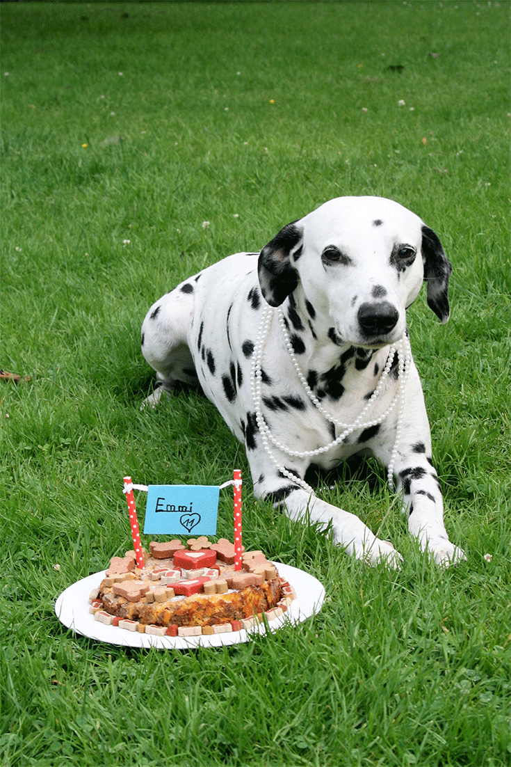 Hund mit Geburtstagstorte