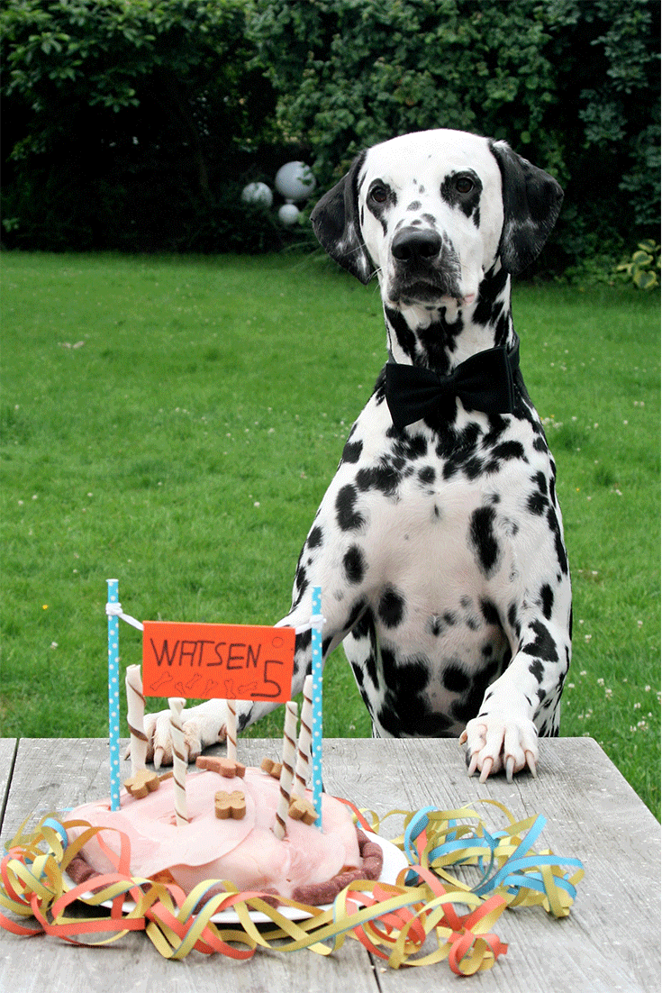 Hund mit Hundetorte