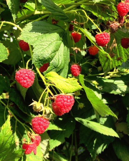 Himbeeren aus dem Garten