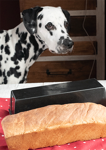 Toastbrot mit Hund