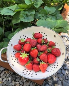 Frisch gepflückte Erdbeeren