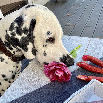 Hund mit Blume